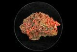 Bright Orange Crocoite Crystal Cluster - Tasmania #145890-1